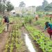 Debido al déficit de lluvia, se debe mantener húmedo el suelo de cultivos por medio de irrigación.