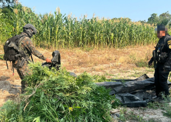 Erradican más de 87 mil matas de marihuana./Foto: Ejército.