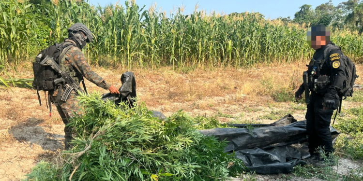 Erradican más de 87 mil matas de marihuana./Foto: Ejército.