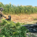 Erradican más de 87 mil matas de marihuana./Foto: Ejército.