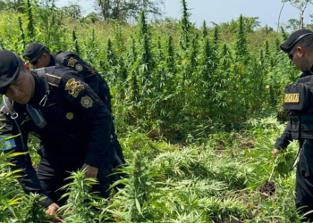 PNC erradica plantaciones de marihuana valorada en más de 55 millones de quetzales