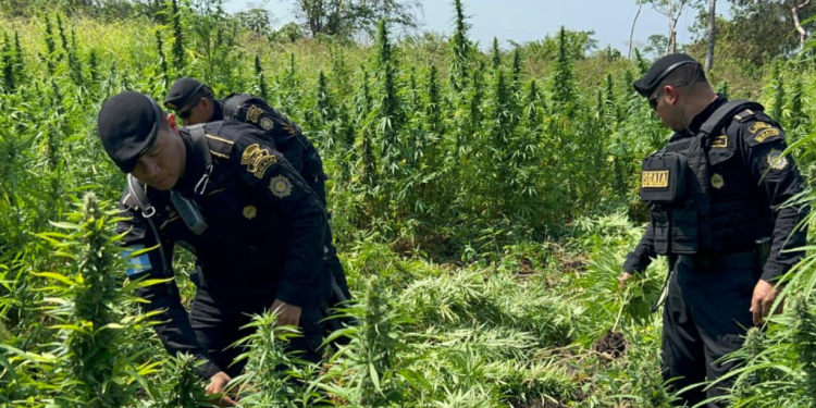 PNC erradica plantaciones de marihuana valorada en más de 55 millones de quetzales
