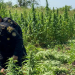 PNC erradica plantaciones de marihuana valorada en más de 55 millones de quetzales