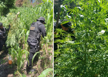 Lucha contra el narcotráfico logra 2.6 millones de matas de marihuana erradicadas