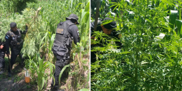 Lucha contra el narcotráfico logra 2.6 millones de matas de marihuana erradicadas
