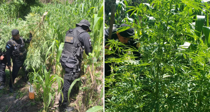 Lucha contra el narcotráfico logra 2.6 millones de matas de marihuana erradicadas