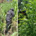 Lucha contra el narcotráfico logra 2.6 millones de matas de marihuana erradicadas