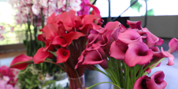 Día de la Madre eleva hasta 10 % las exportaciones de flores. / Foto: Agexport.