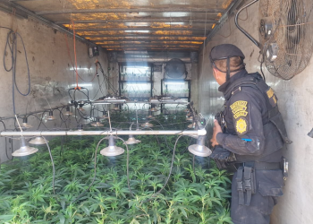 Localizan furgones utilizados para cultivar marihuana. / Foto: PNC.