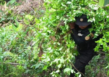 Erradican plantaciones de marihuana y coca. / Foto: PNC.