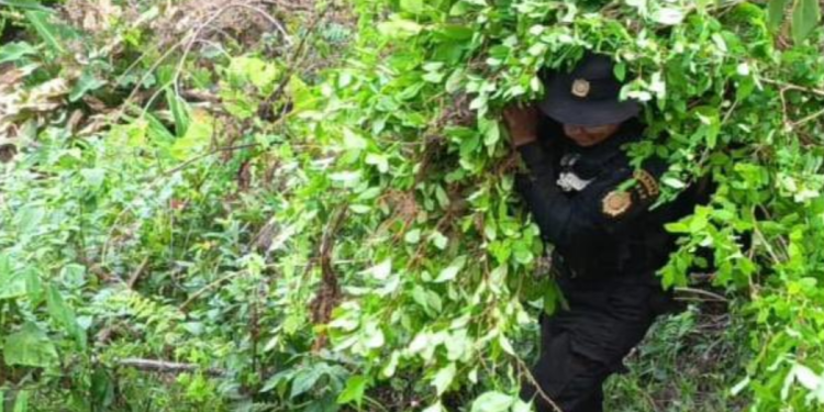Erradican plantaciones de marihuana y coca. / Foto: PNC.