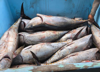 Las autoridades explicaron que la restricción busca proteger el equilibrio de las especies marinas. / Foto: MAGA