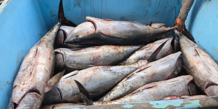 Las autoridades explicaron que la restricción busca proteger el equilibrio de las especies marinas. / Foto: MAGA
