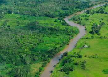 Aunque la deforestación se ha reducido, los bosques continúan bajo presión, señala la ONU.