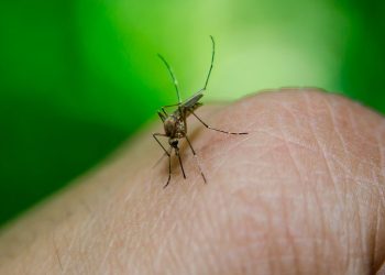 Salud mantiene vigilancia epidemiológica y prevención de enfermedades como dengue, sika y chikunguya. (Foto: archivo)
