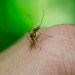 Salud mantiene vigilancia epidemiológica y prevención de enfermedades como dengue, sika y chikunguya. (Foto: archivo)