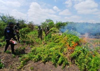 PNC destruye más de 20 mil matas de marihuana en Petén 