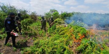 PNC destruye más de 20 mil matas de marihuana en Petén 