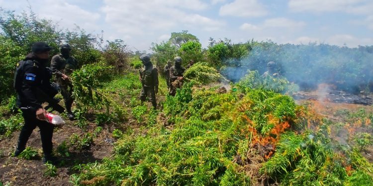 PNC destruye más de 20 mil matas de marihuana en Petén 