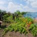 PNC destruye más de 20 mil matas de marihuana en Petén 