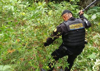 Agentes antinarcóticos de la PNC erradican plantación de hoja de coca en área montañosa de Livingston, Izabal.
