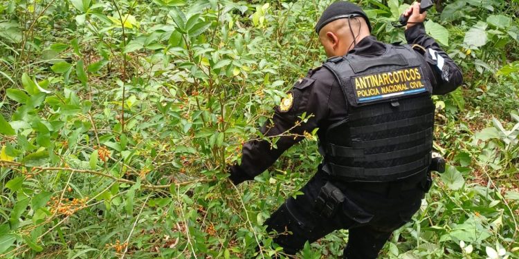 Agentes antinarcóticos de la PNC erradican plantación de hoja de coca en área montañosa de Livingston, Izabal.
