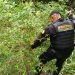 Agentes antinarcóticos de la PNC erradican plantación de hoja de coca en área montañosa de Livingston, Izabal.