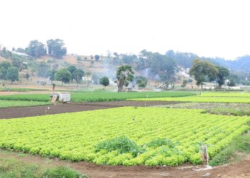 Lluvias podrían afectar la producción agropecuaria./Foto: MAGA.