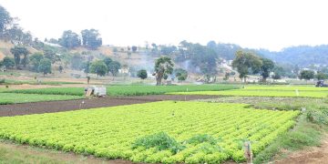Lluvias podrían afectar la producción agropecuaria./Foto: MAGA.