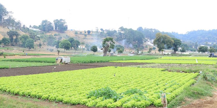 Lluvias podrían afectar la producción agropecuaria./Foto: MAGA.