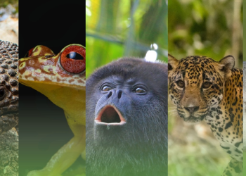 El proyecto abarcará territorios de los departamentos de Izabal y Zacapa. (Foto: MARN)