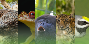 El proyecto abarcará territorios de los departamentos de Izabal y Zacapa. (Foto: MARN)