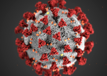 El hantavirus puede presentar distintas variantes y síntomas dependiendo de la cepa que afecte a la persona. (Foto: pexels)