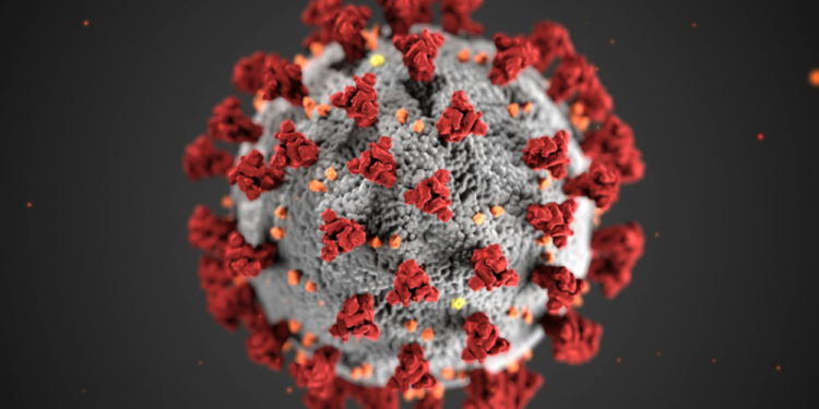 El hantavirus puede presentar distintas variantes y síntomas dependiendo de la cepa que afecte a la persona. (Foto: pexels)
