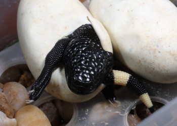 Nacen crías de lagarto escorpión en El Progreso. (Foto: Conap)