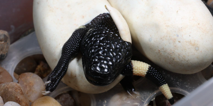 Nacen crías de lagarto escorpión en El Progreso. (Foto: Conap)