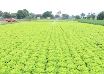 MAGA oficializa Política Sectorial Agropecuaria 2026-2032 para transformar el campo guatemalteco