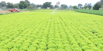 MAGA oficializa Política Sectorial Agropecuaria 2026-2032 para transformar el campo guatemalteco