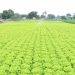 MAGA oficializa Política Sectorial Agropecuaria 2026-2032 para transformar el campo guatemalteco