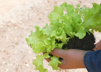 Certificarán competencias de trabajadores agrícolas en Baja Verapaz