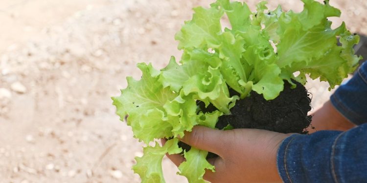 Certificarán competencias de trabajadores agrícolas en Baja Verapaz