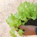 Certificarán competencias de trabajadores agrícolas en Baja Verapaz