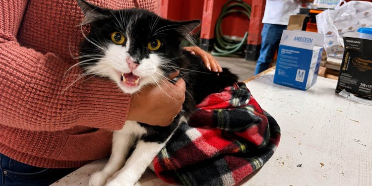 UBA ejecuta jornada de atención veterinaria en Sacatepéquez. / Foto: MAGA.
