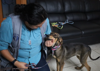 UBApp, la herramienta para denuncia de maltrato animal./Foto: MAGA.