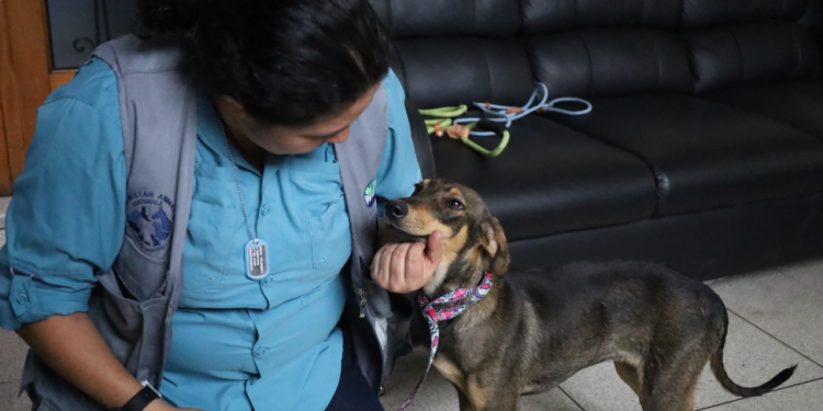 UBApp, la herramienta para denuncia de maltrato animal./Foto: MAGA.