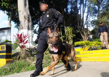A lo largo de los años, la escuela ha graduado múltiples promociones de agentes y caninos entrenados para apoyar operaciones de inspección y control. / Foto: Mingob
