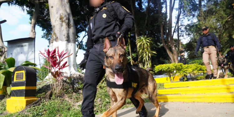 A lo largo de los años, la escuela ha graduado múltiples promociones de agentes y caninos entrenados para apoyar operaciones de inspección y control. / Foto: Mingob