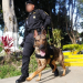 A lo largo de los años, la escuela ha graduado múltiples promociones de agentes y caninos entrenados para apoyar operaciones de inspección y control. / Foto: Mingob