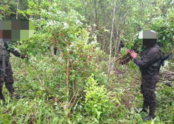 De acuerdo con información oficial, durante el operativo fueron erradicados e incinerados un total de 128 mil arbustos de hoja de coca. / Foto: Ejército