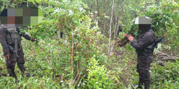De acuerdo con información oficial, durante el operativo fueron erradicados e incinerados un total de 128 mil arbustos de hoja de coca. / Foto: Ejército
